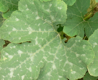 MACZNIAK WIELOZYWNY DYNIOWATYCH